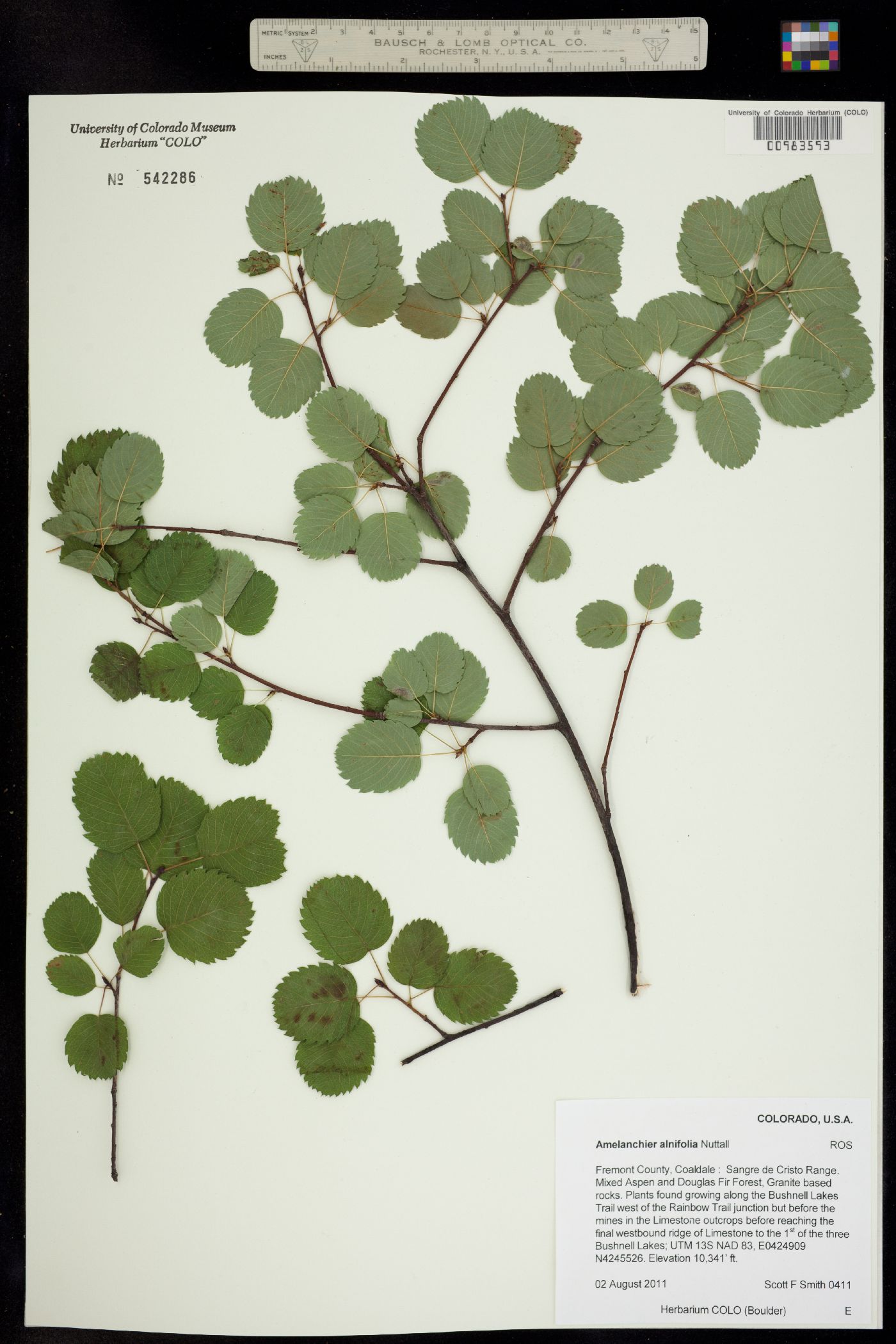 Amelanchier alnifolia image