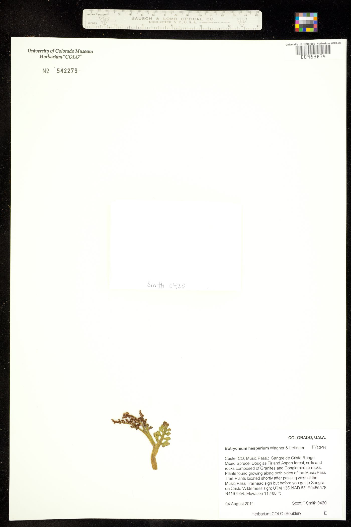 Botrychium hesperium image