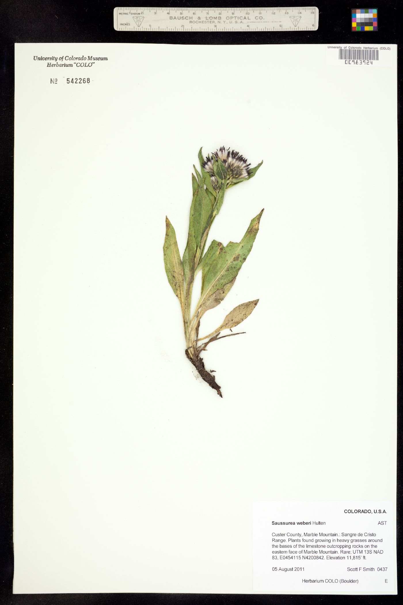 Saussurea weberi image