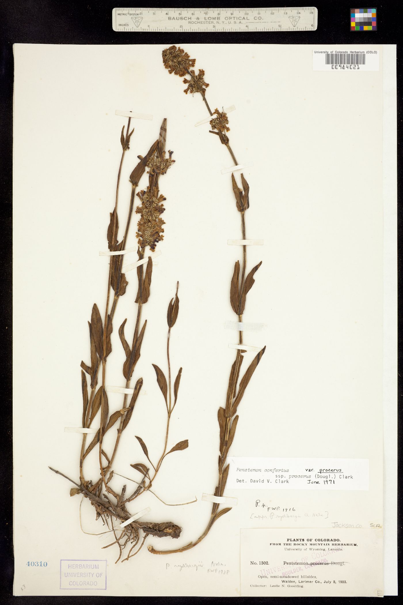 Penstemon confertus subsp. procerus image