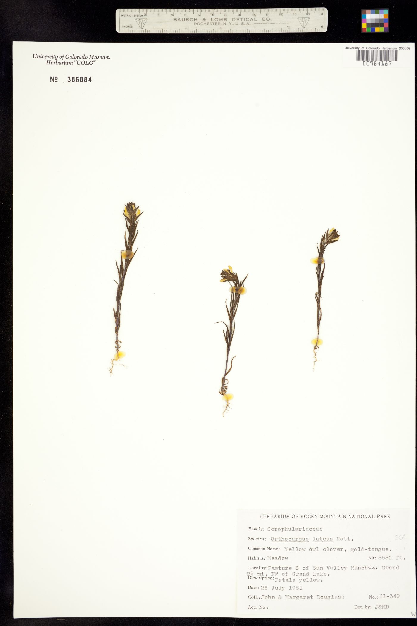 Orthocarpus luteus image