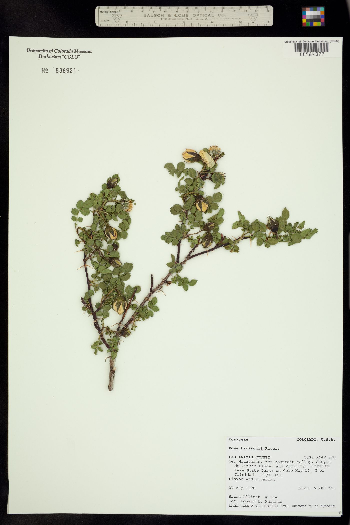 Rosa harisonii image