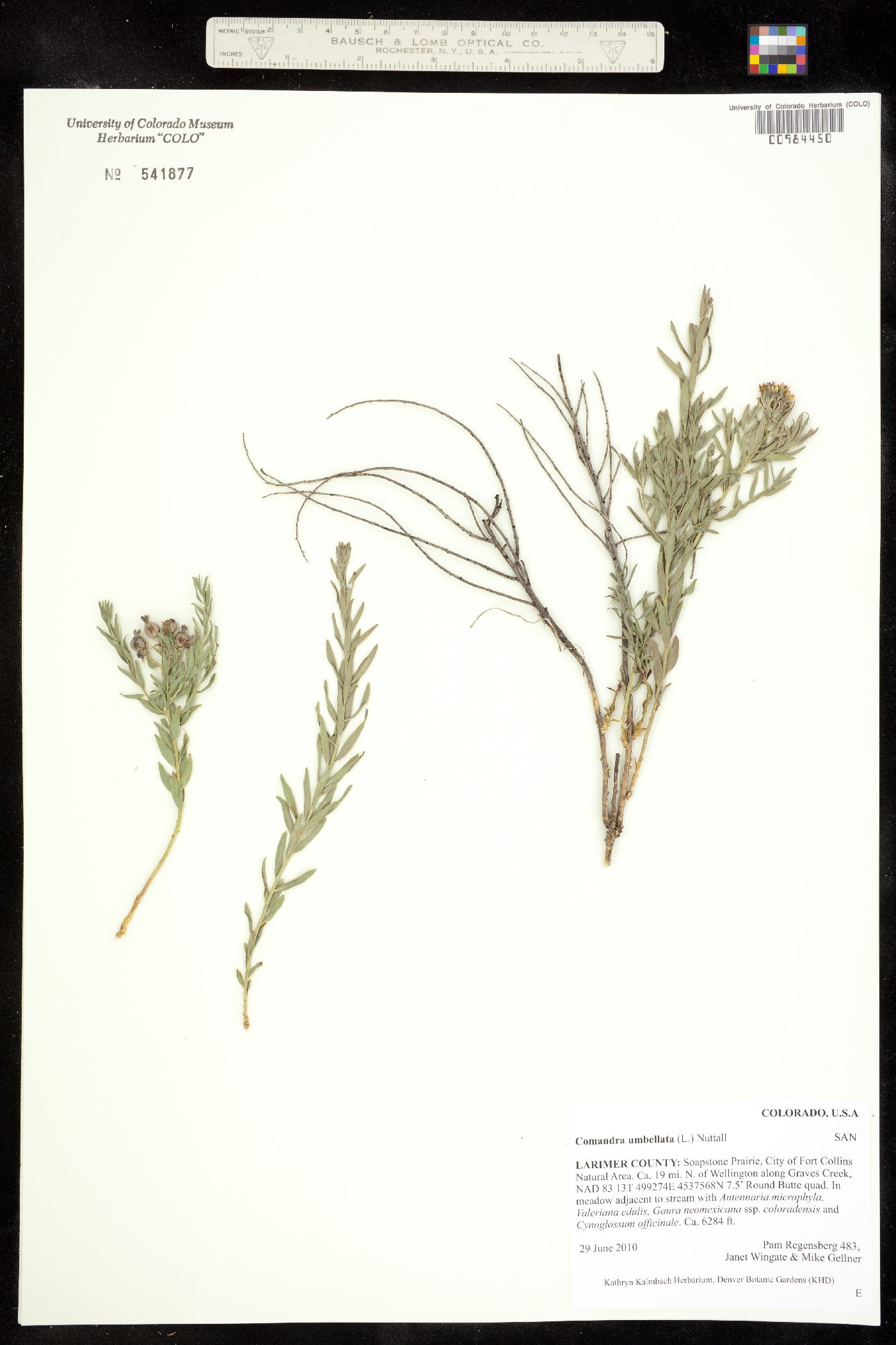 Comandra umbellata ssp. pallida image