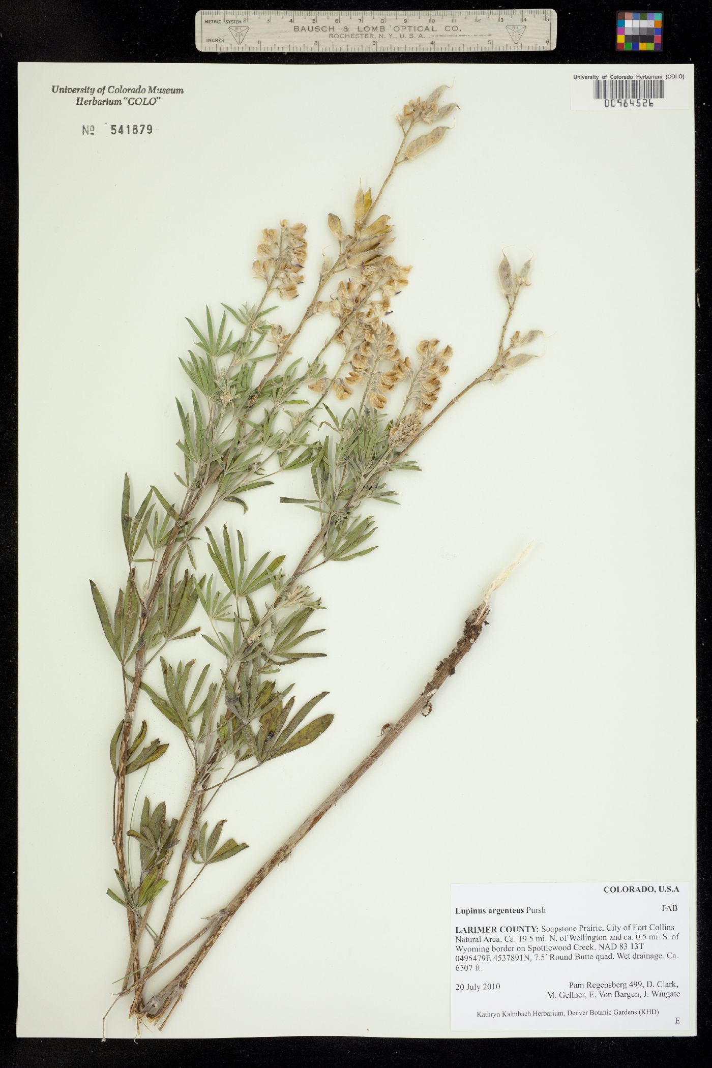 Lupinus argenteus image