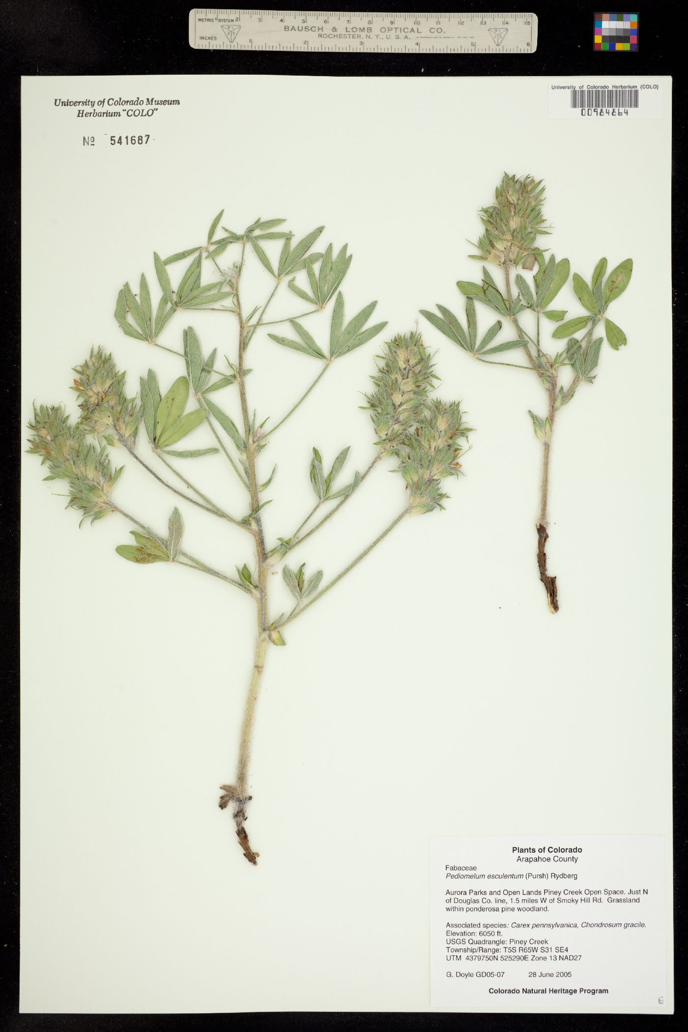 Pediomelum esculentum image