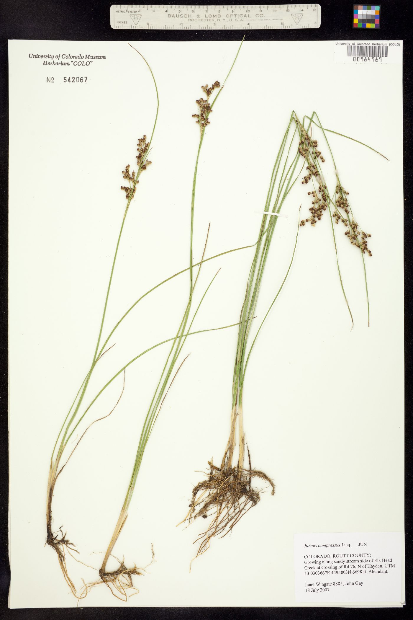 Juncus compressus image