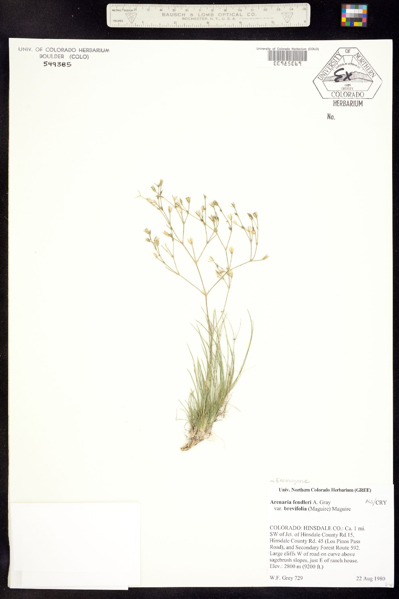 Eremogone fendleri image