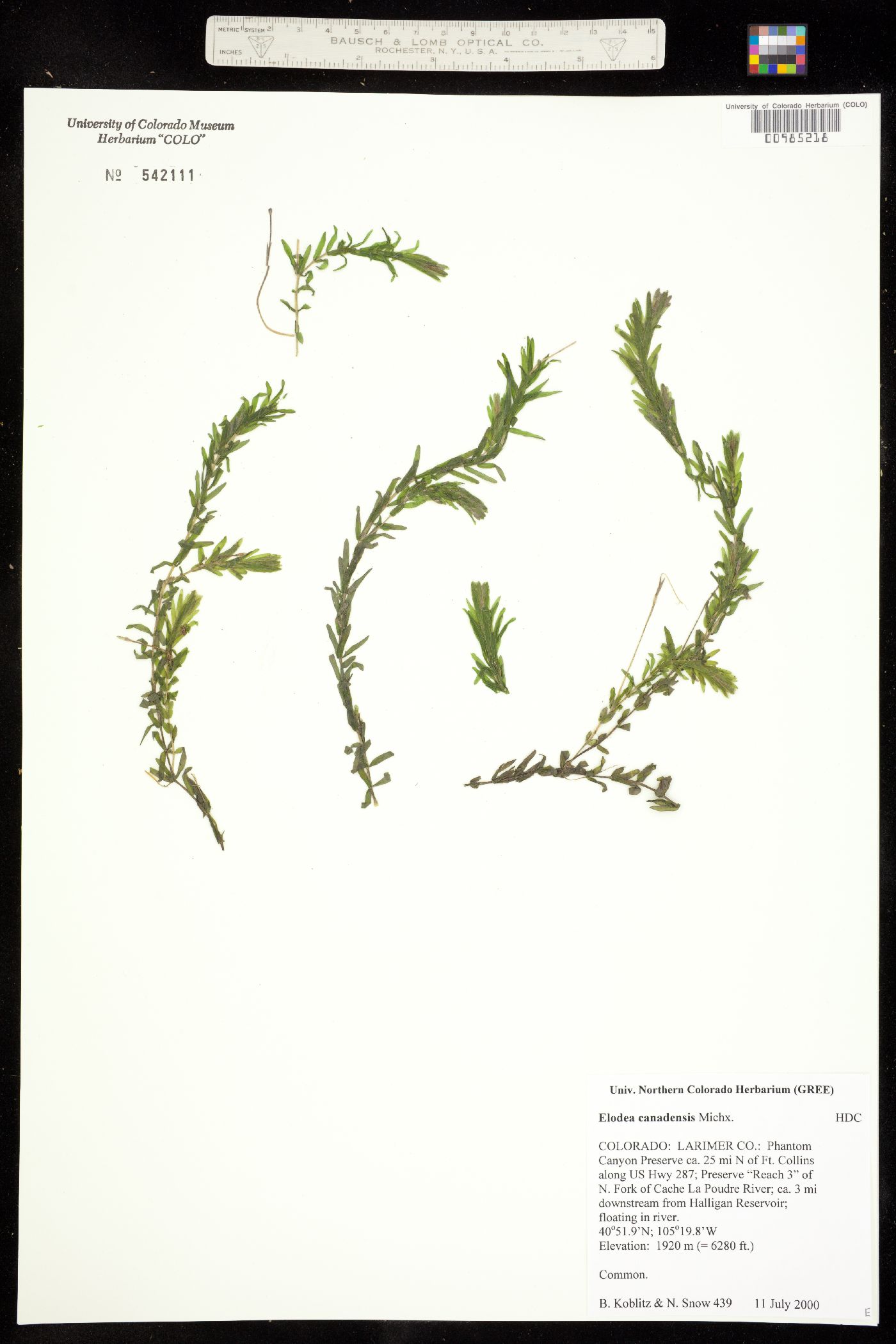 Elodea image
