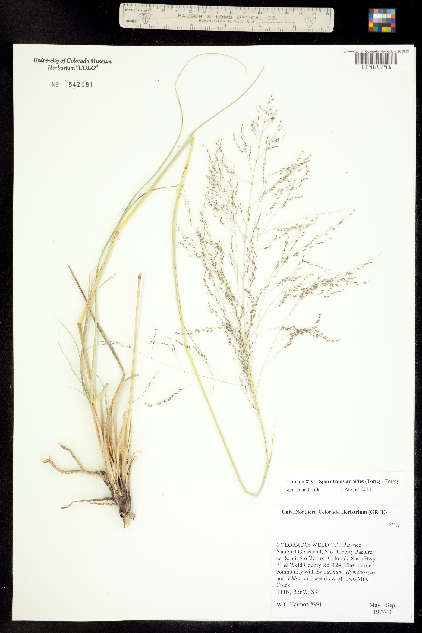 Sporobolus airoides image