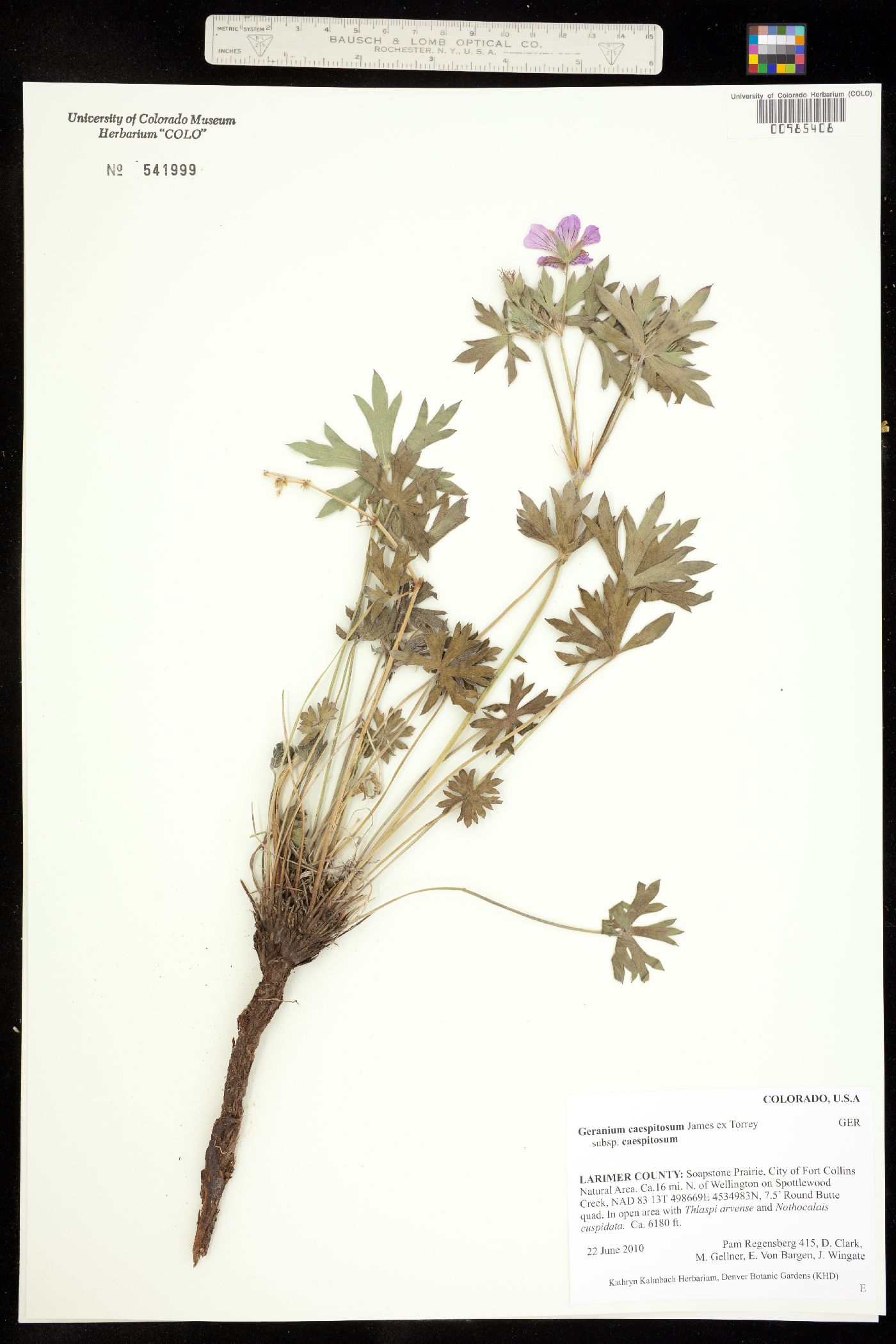 Geranium image