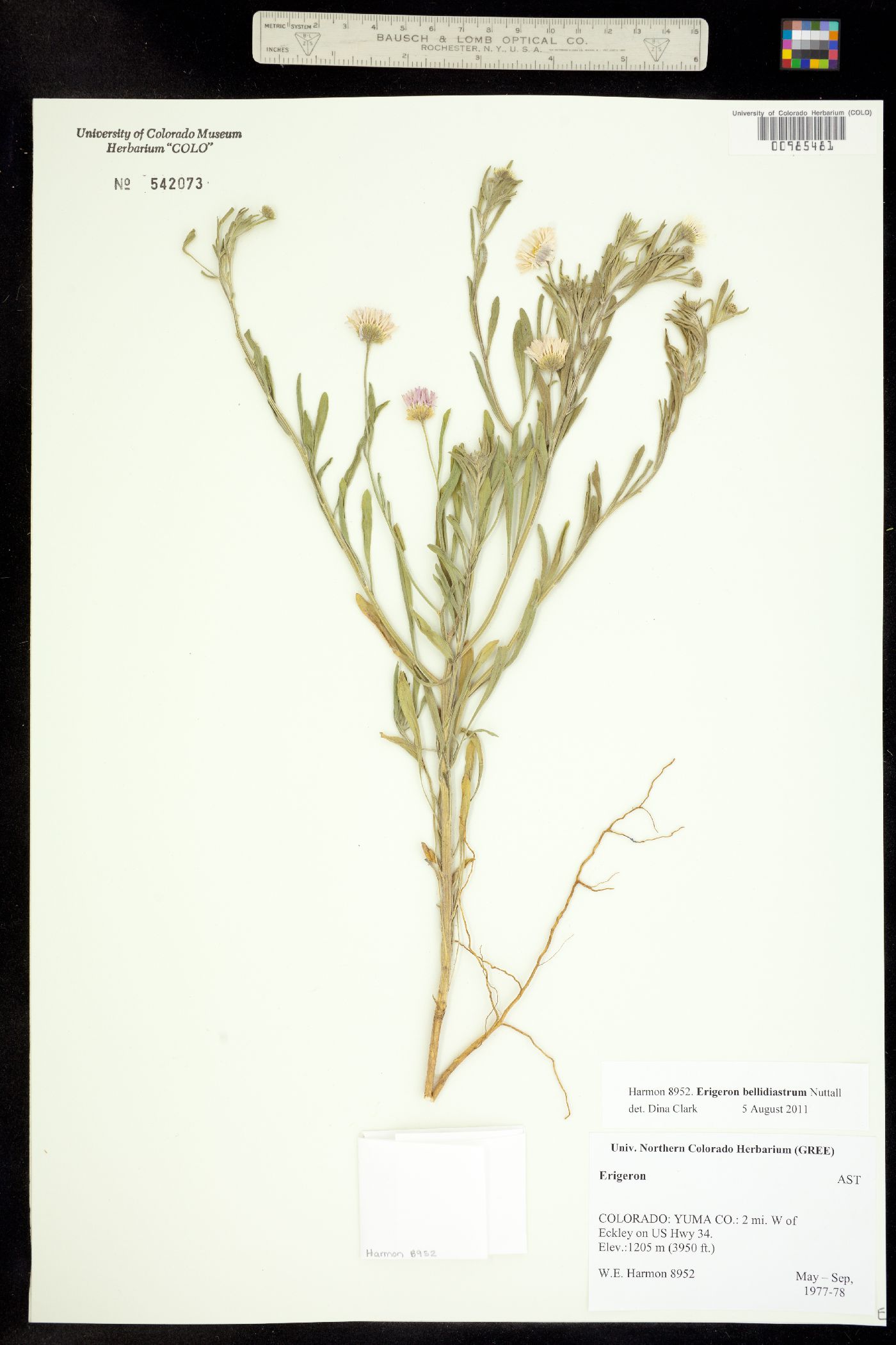 Erigeron bellidiastrum image
