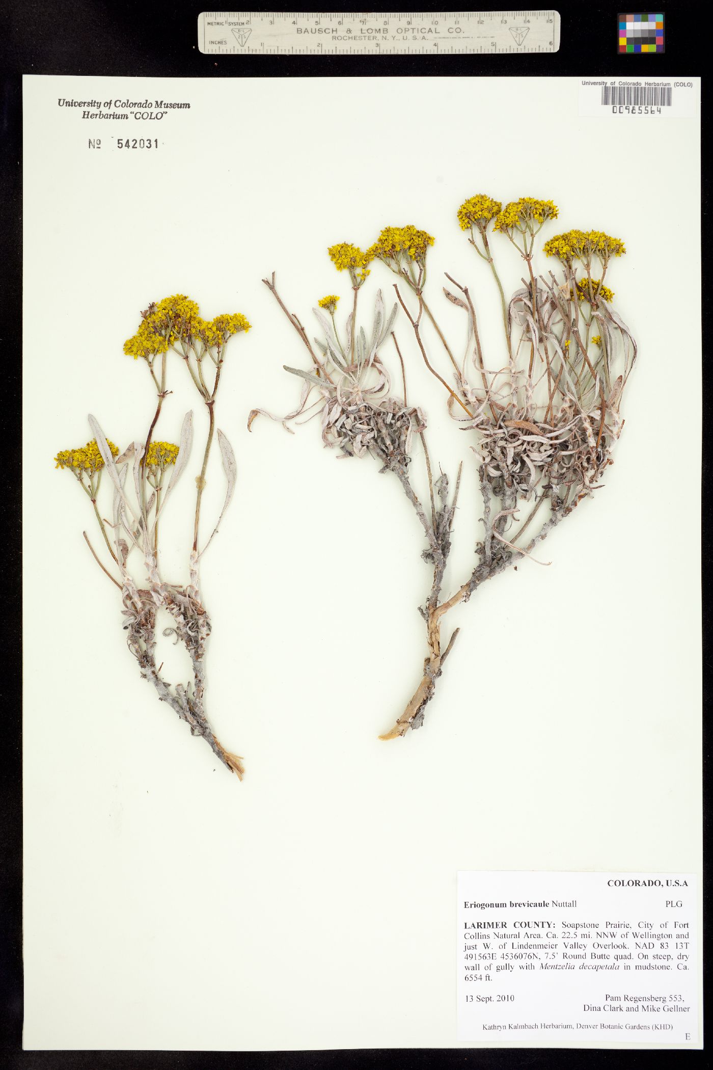 Eriogonum brevicaule image