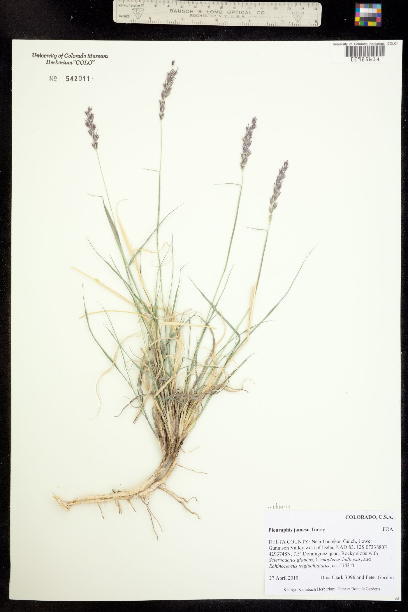 Hilaria jamesii image