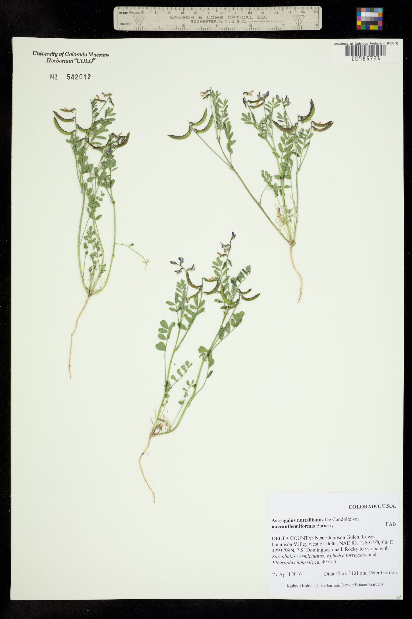 Astragalus nuttallianus var. micranthemiformis image