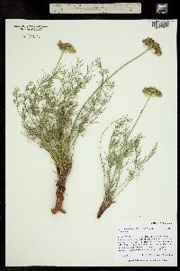 Image of Musineon tenuifolium