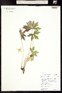 Anemone canadensis image