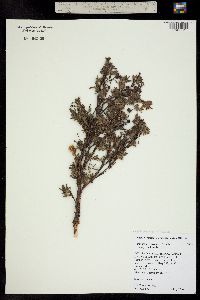 Dasiphora fruticosa image