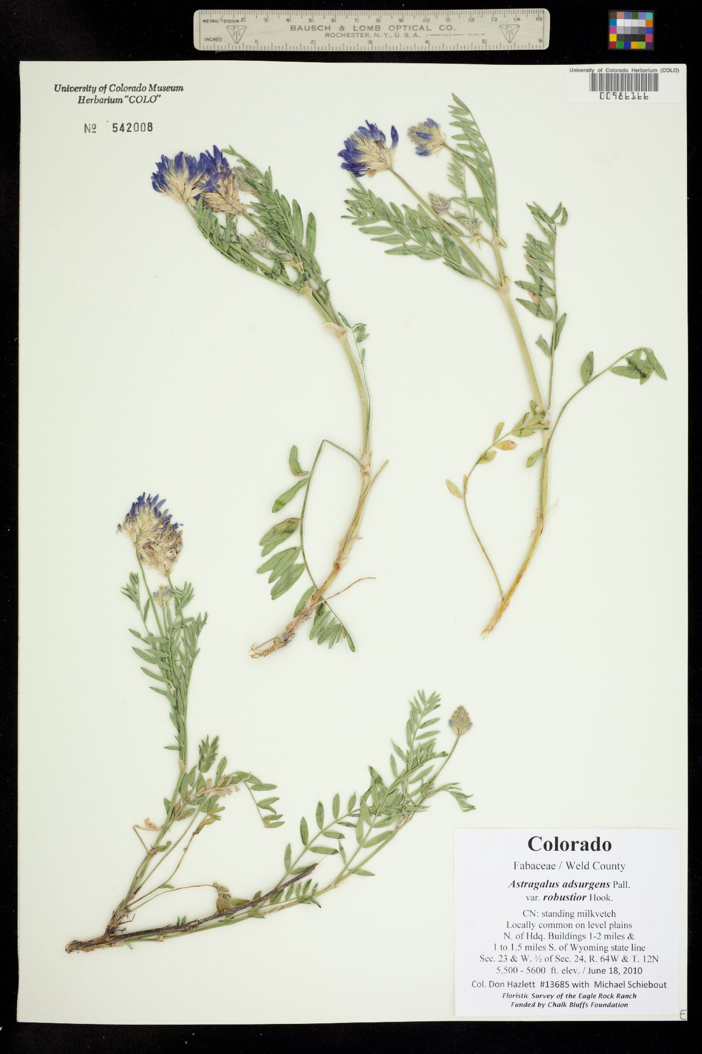 Astragalus adsurgens image