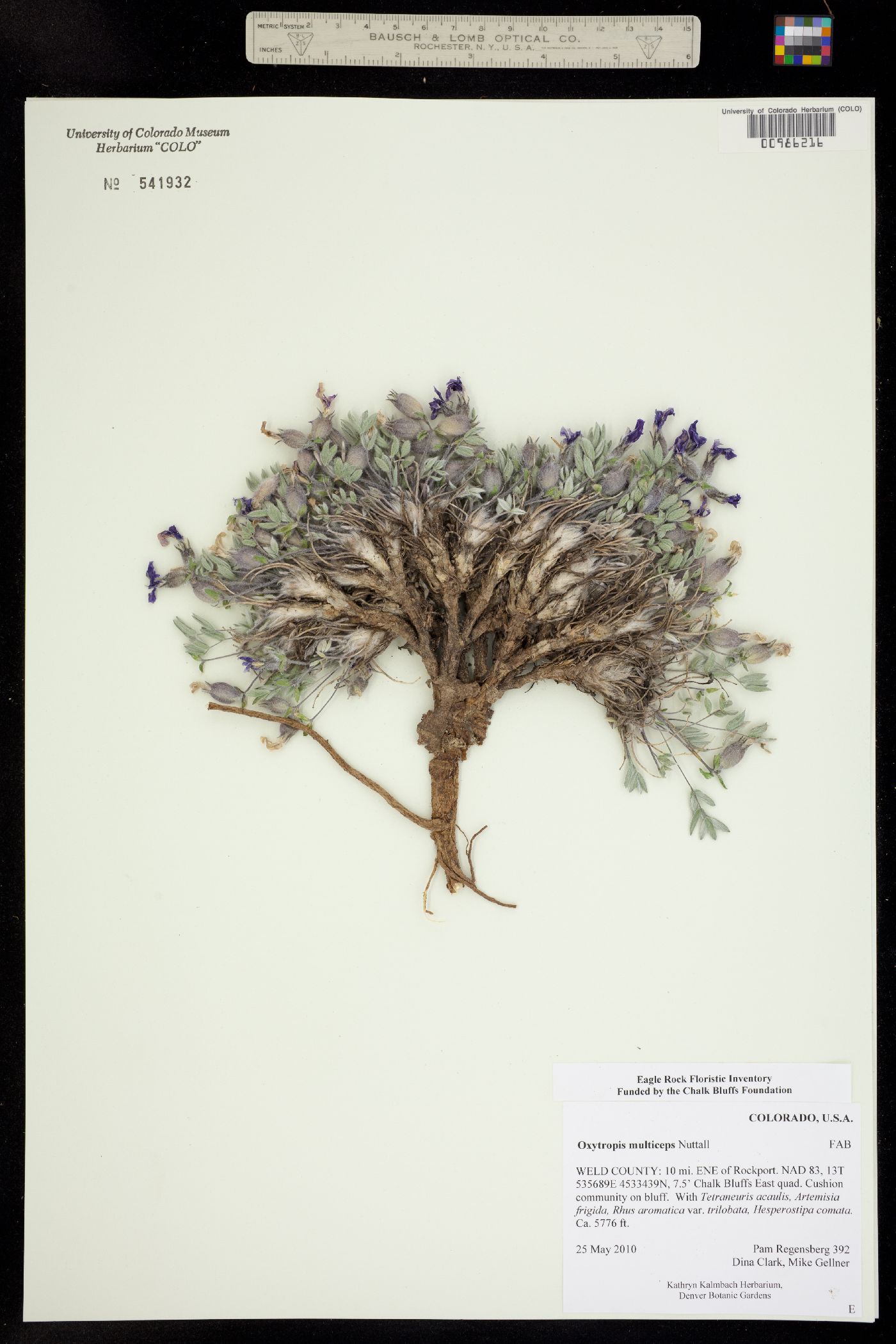 Oxytropis multiceps image
