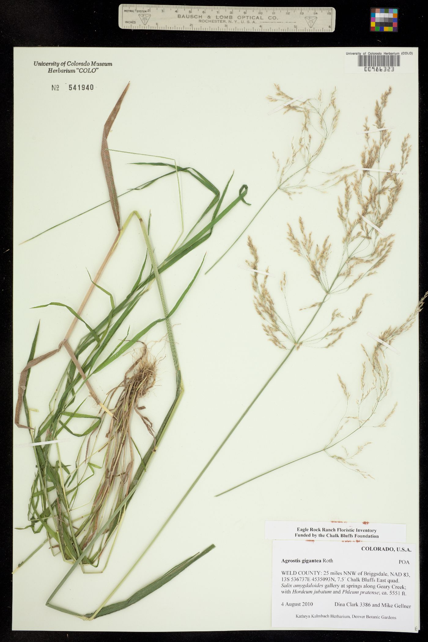 Agrostis image