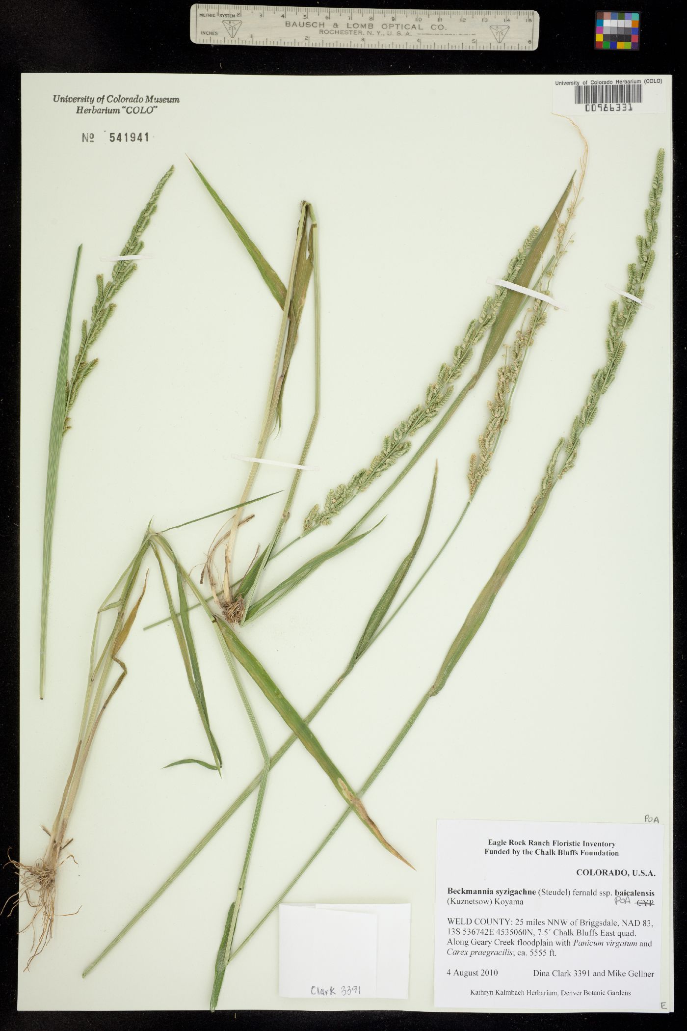 Beckmannia syzigachne ssp. syzigachne image