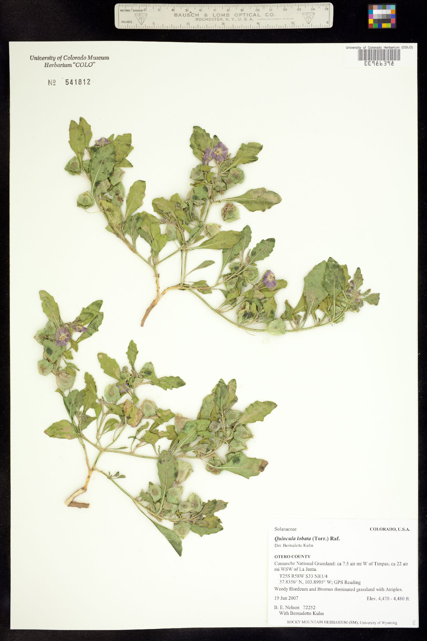 Solanaceae image