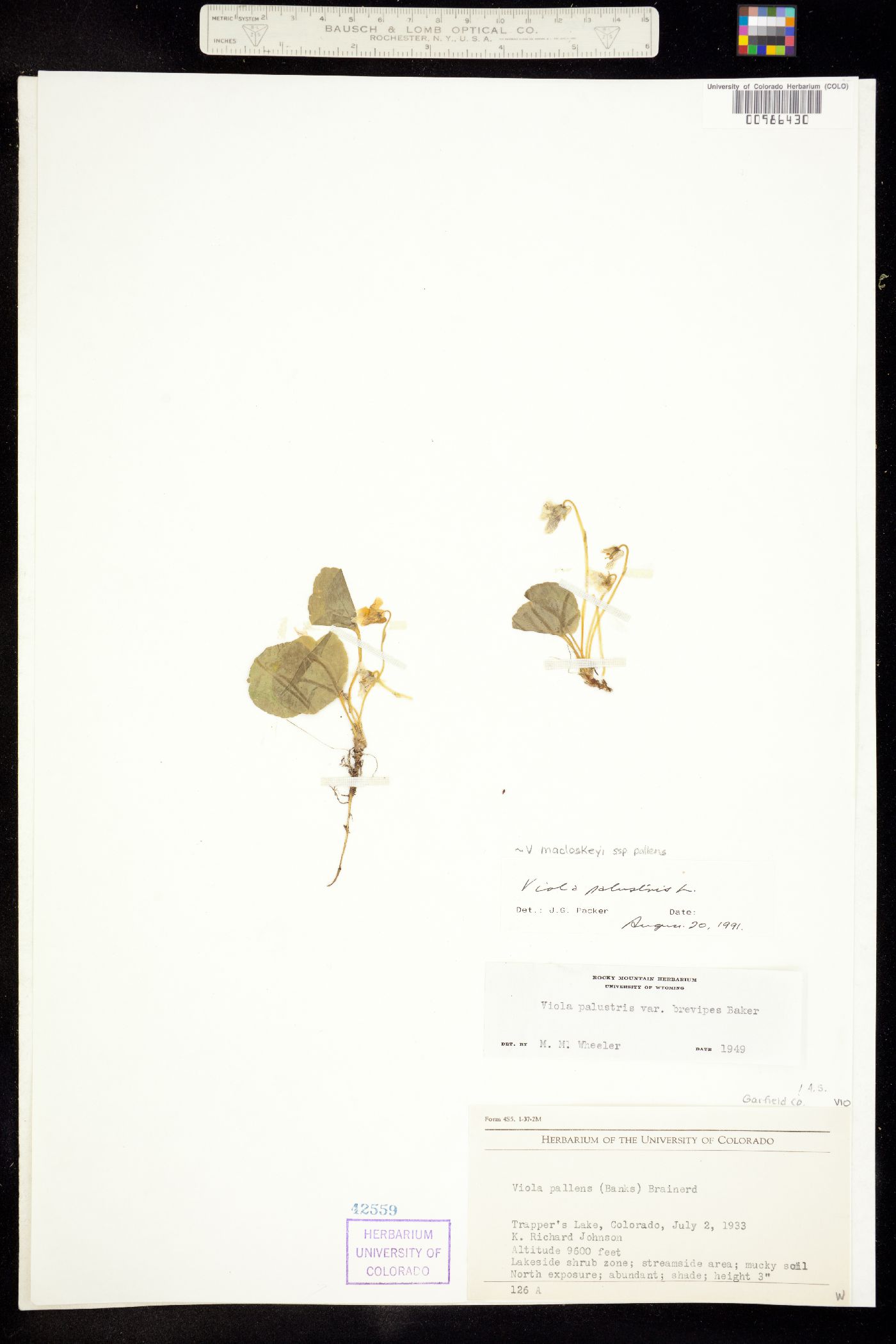 Viola macloskeyi image