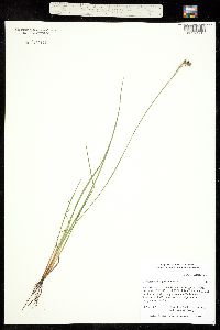 Image of Sisyrinchium angustifolium