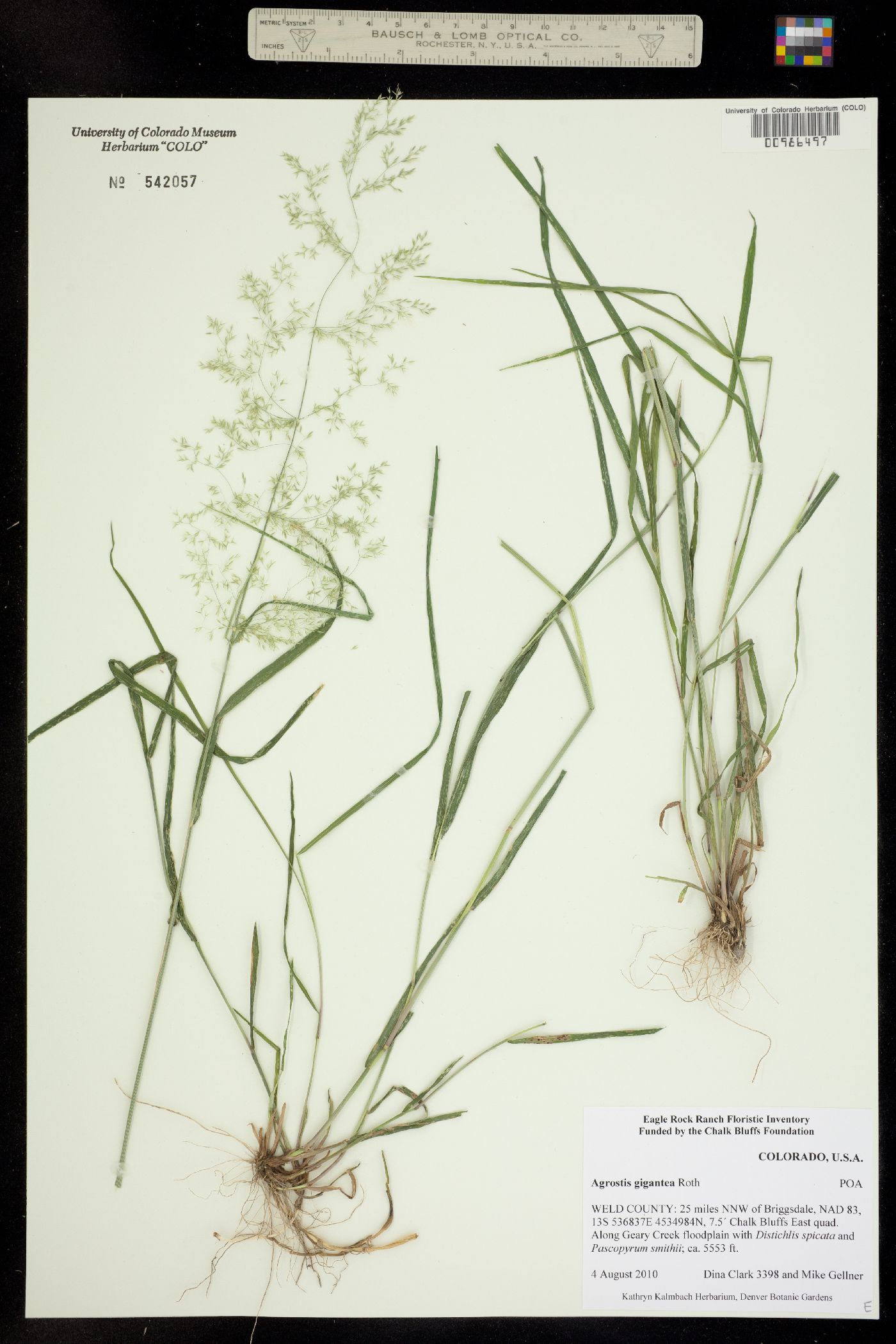 Agrostis image