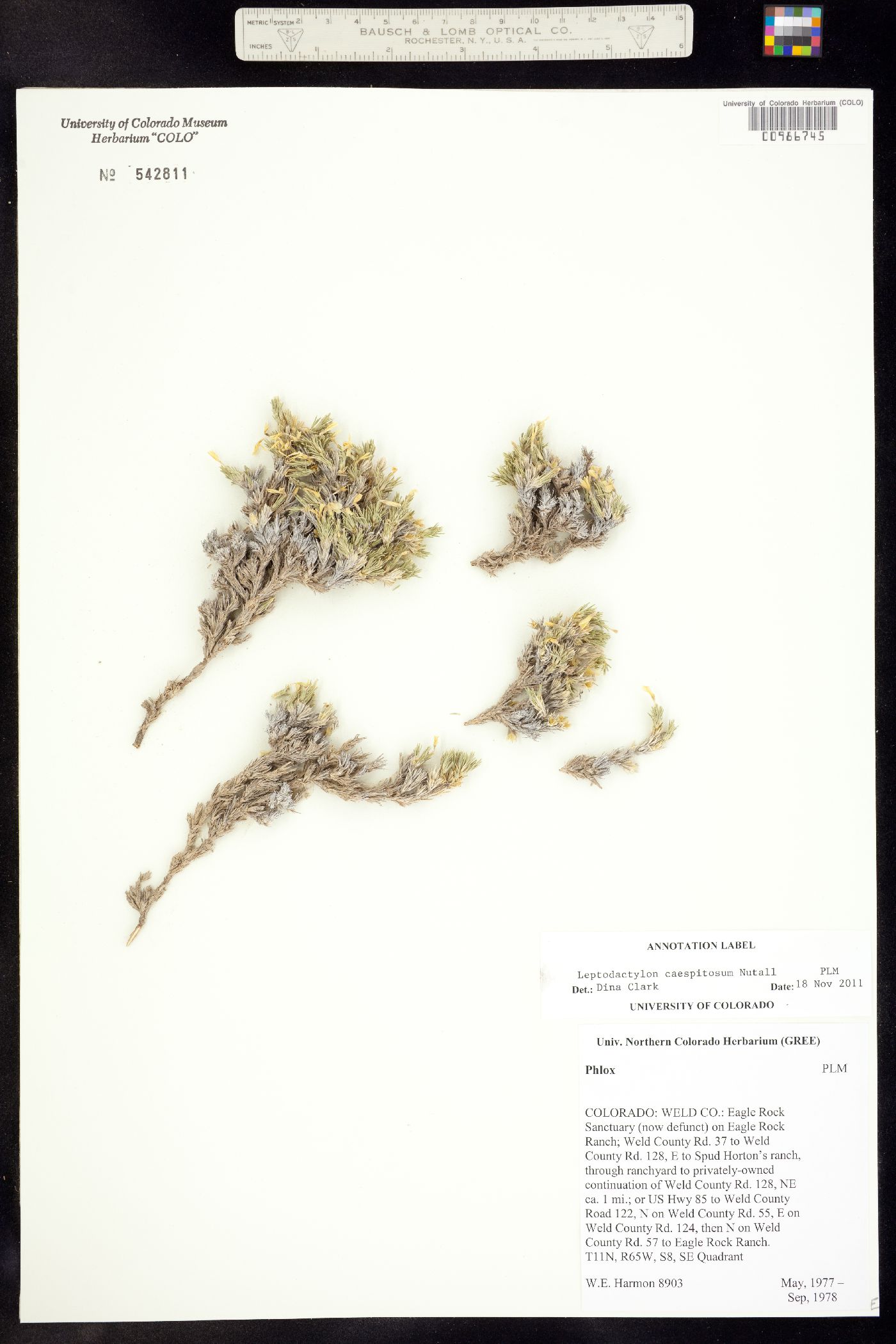 Linanthus caespitosus image