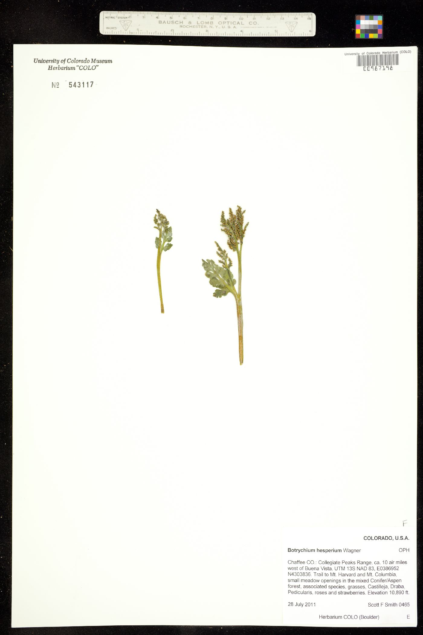 Botrychium hesperium image