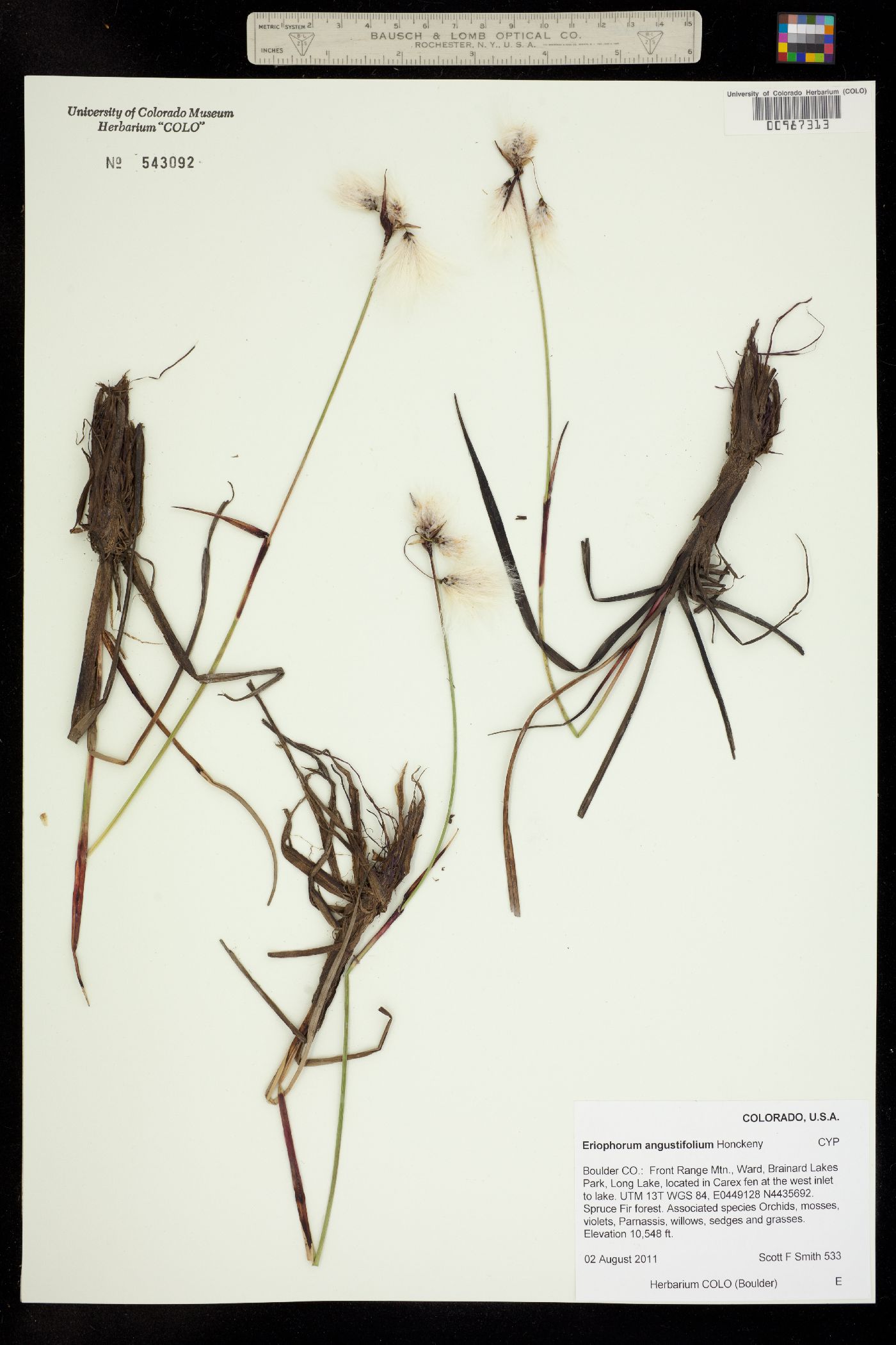 Eriophorum angustifolium image