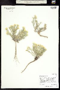 Physaria floribunda ssp. osterhoutii image