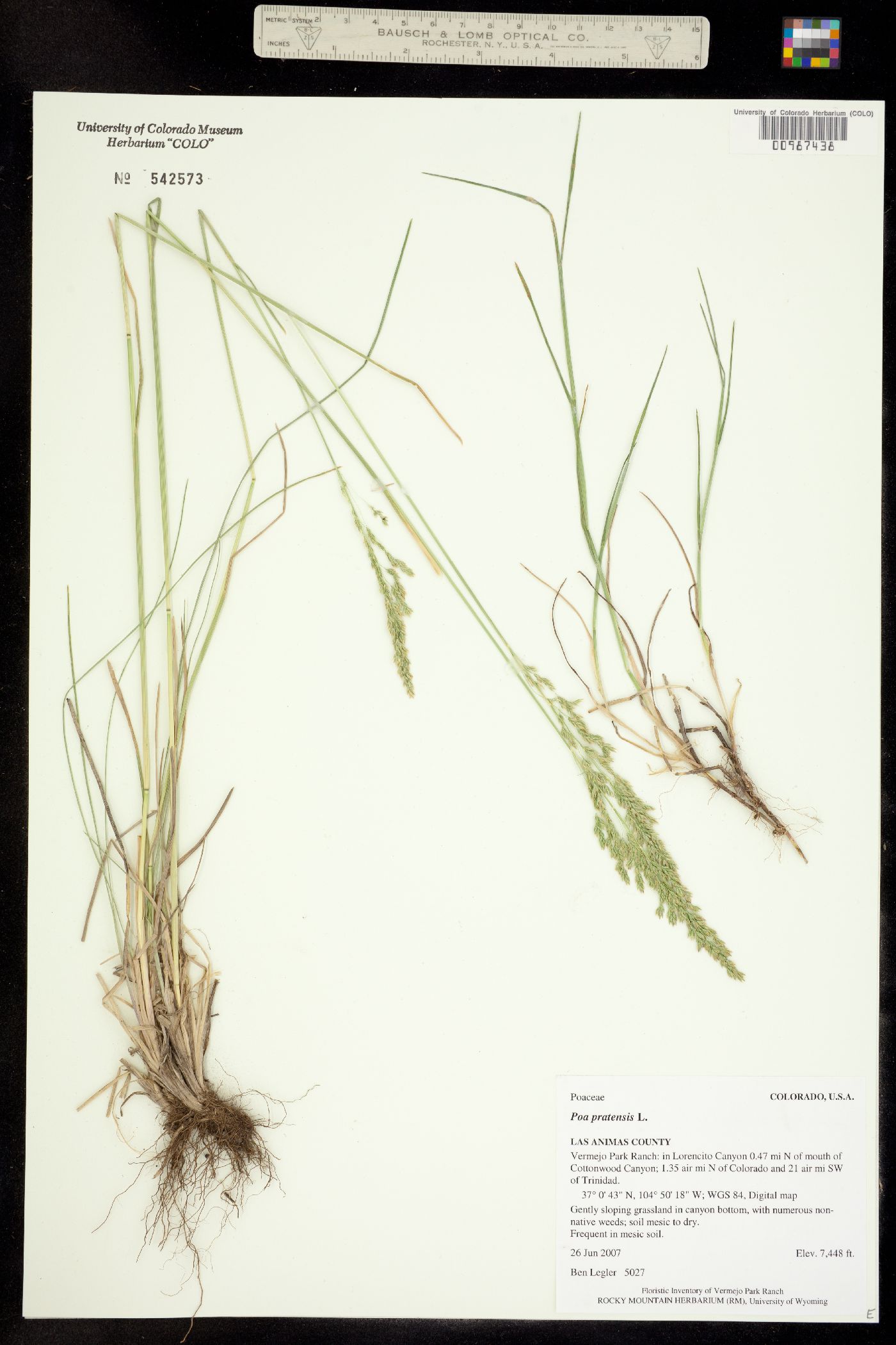 Poa pratensis image