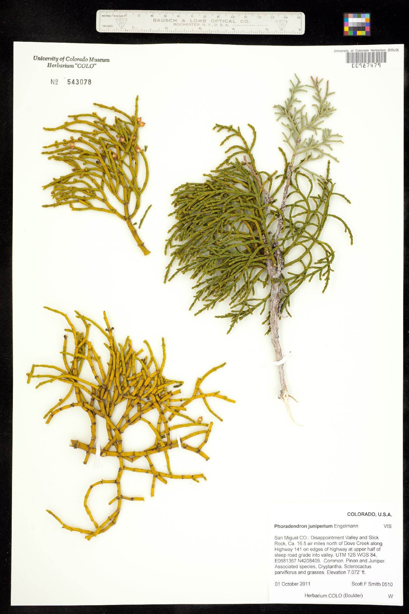Phoradendron juniperinum image