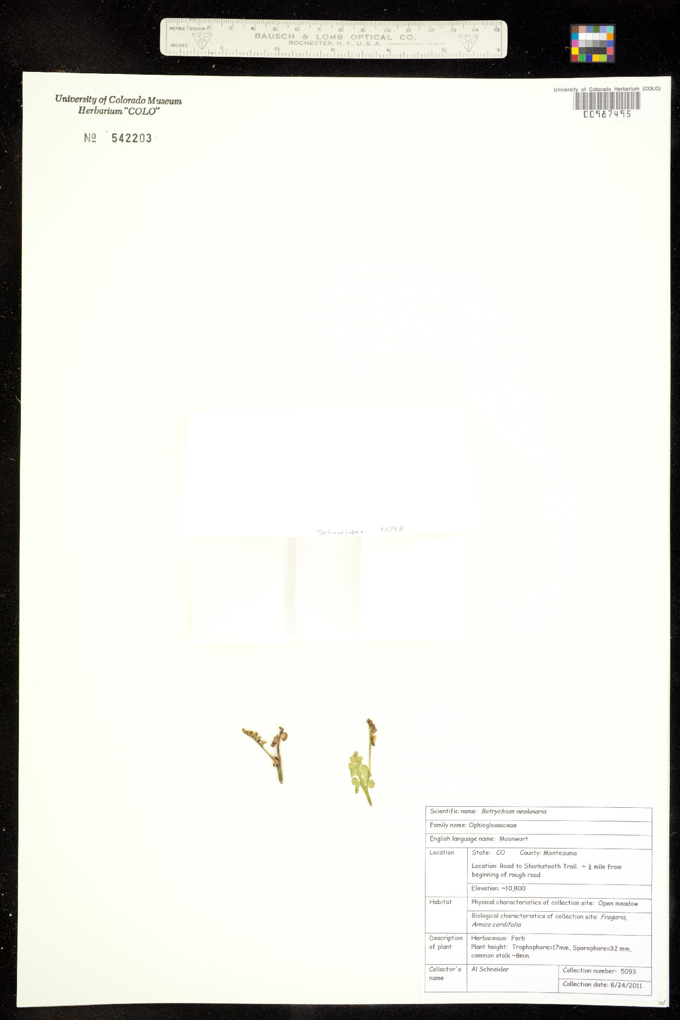 Botrychium neolunaria image