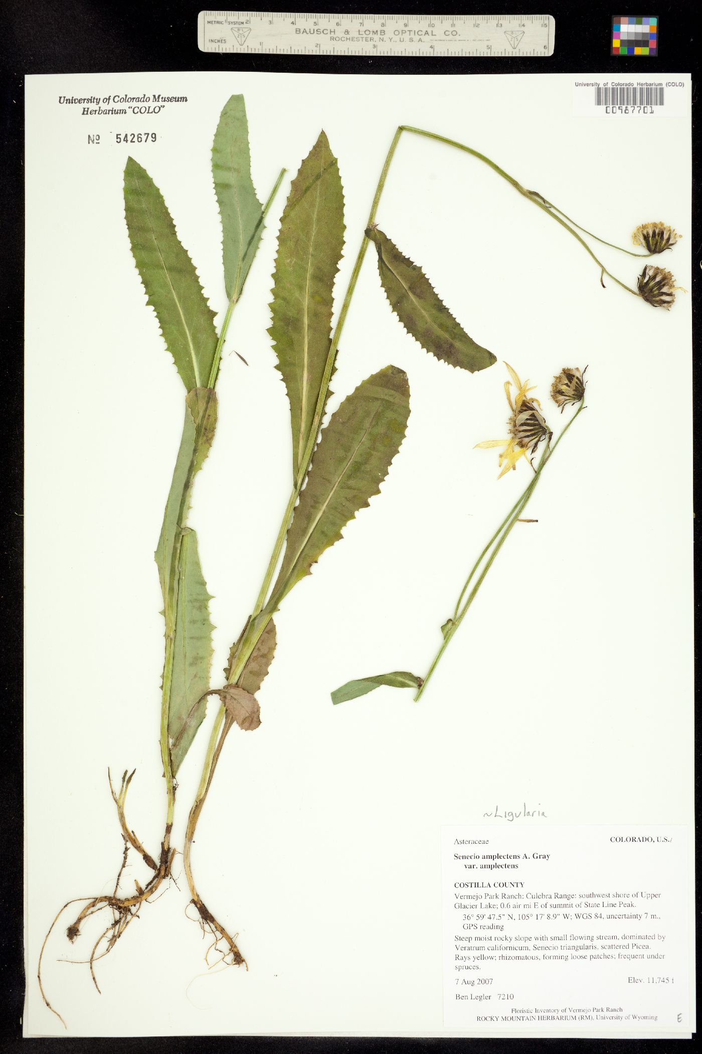 Ligularia amplectens image