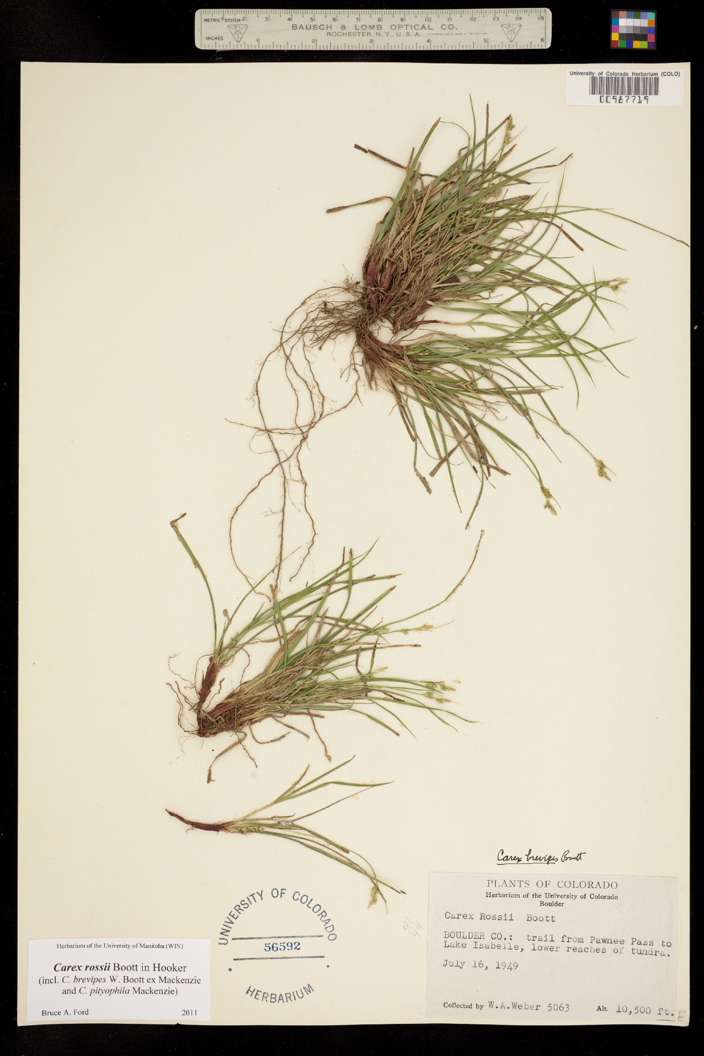 Carex rossii image