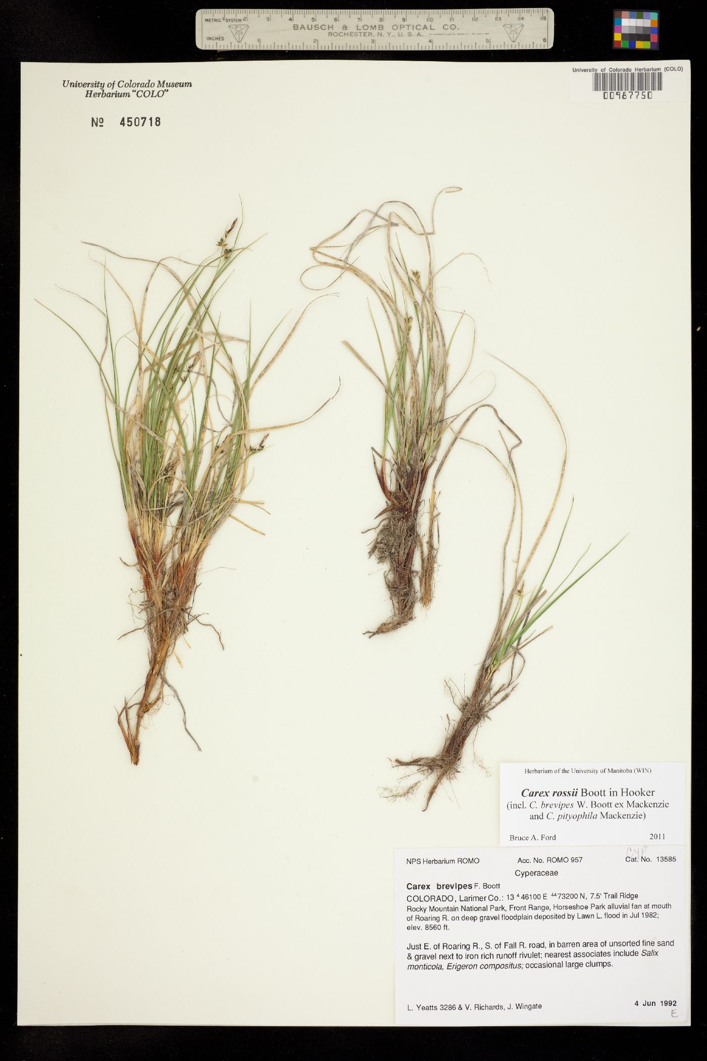 Carex rossii image