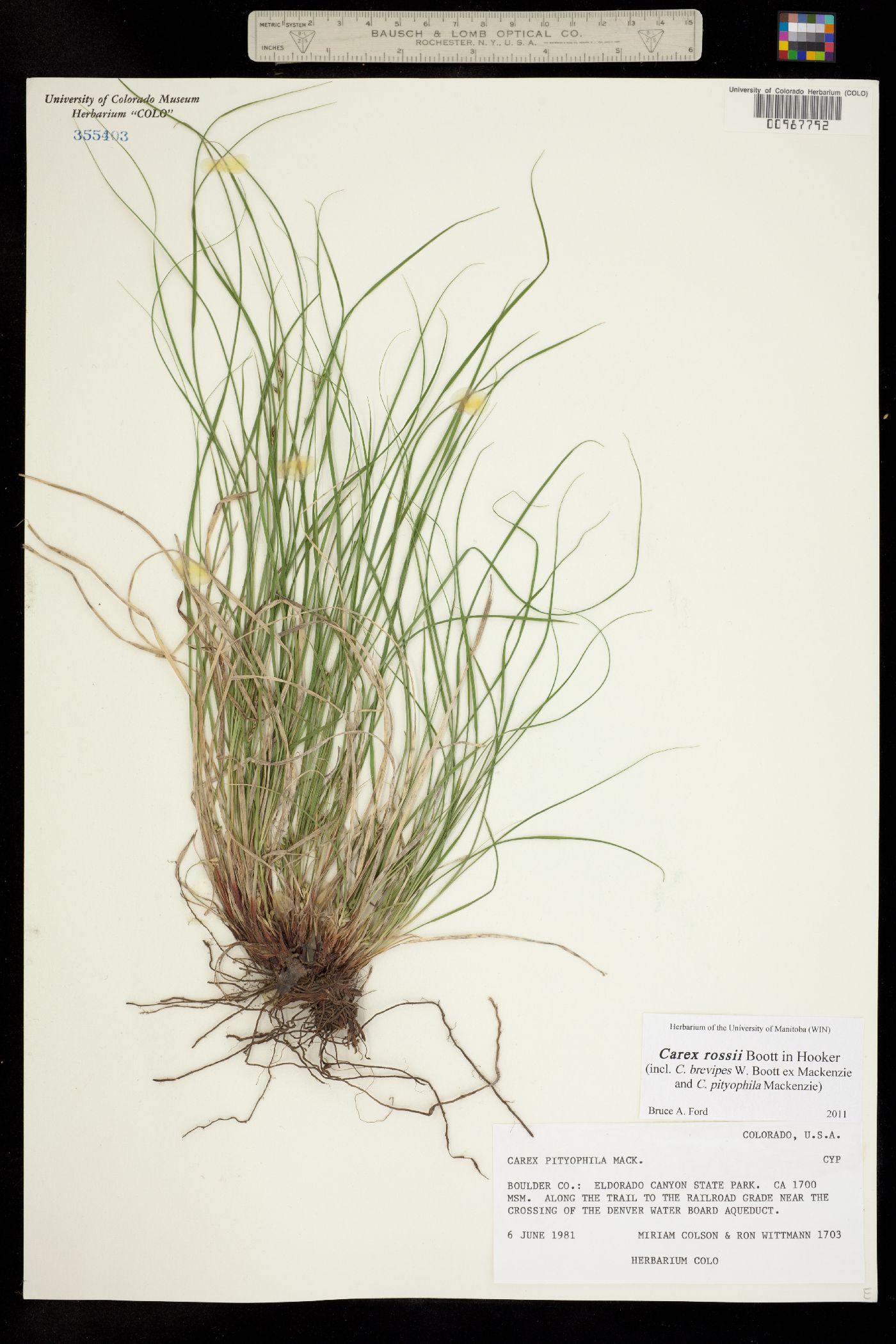 Carex rossii image