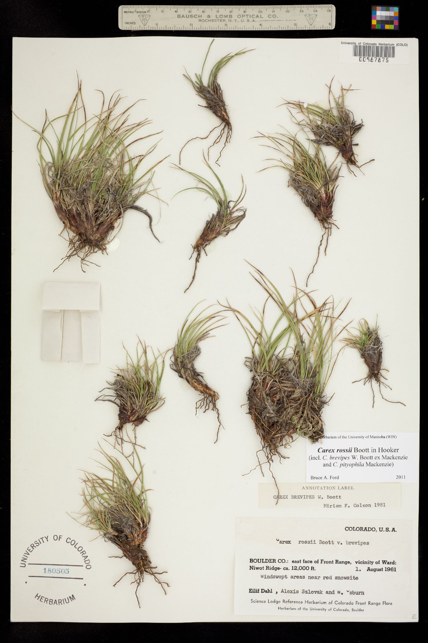 Carex rossii image