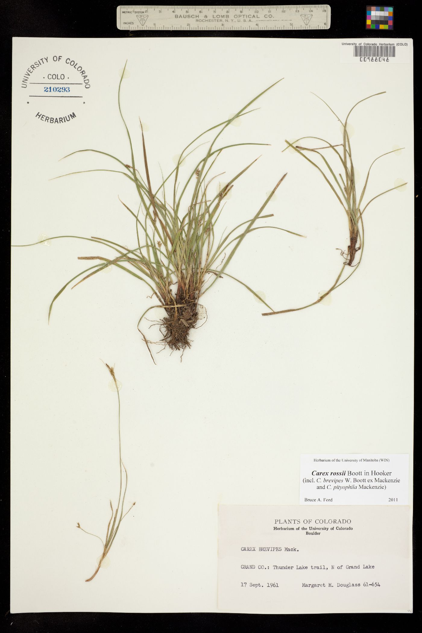 Carex rossii image