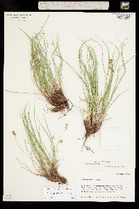 Carex geophila image