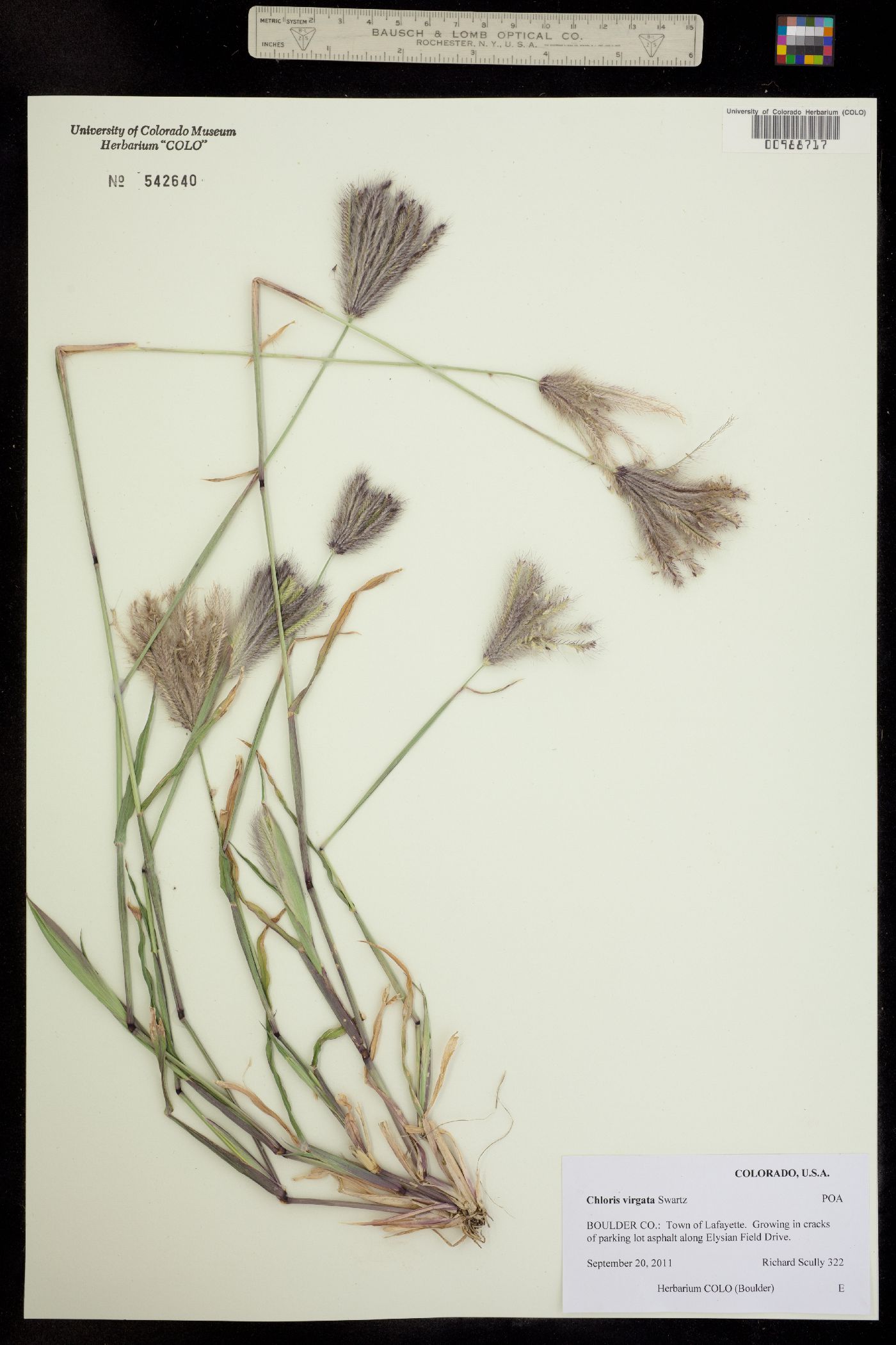 Chloris virgata image