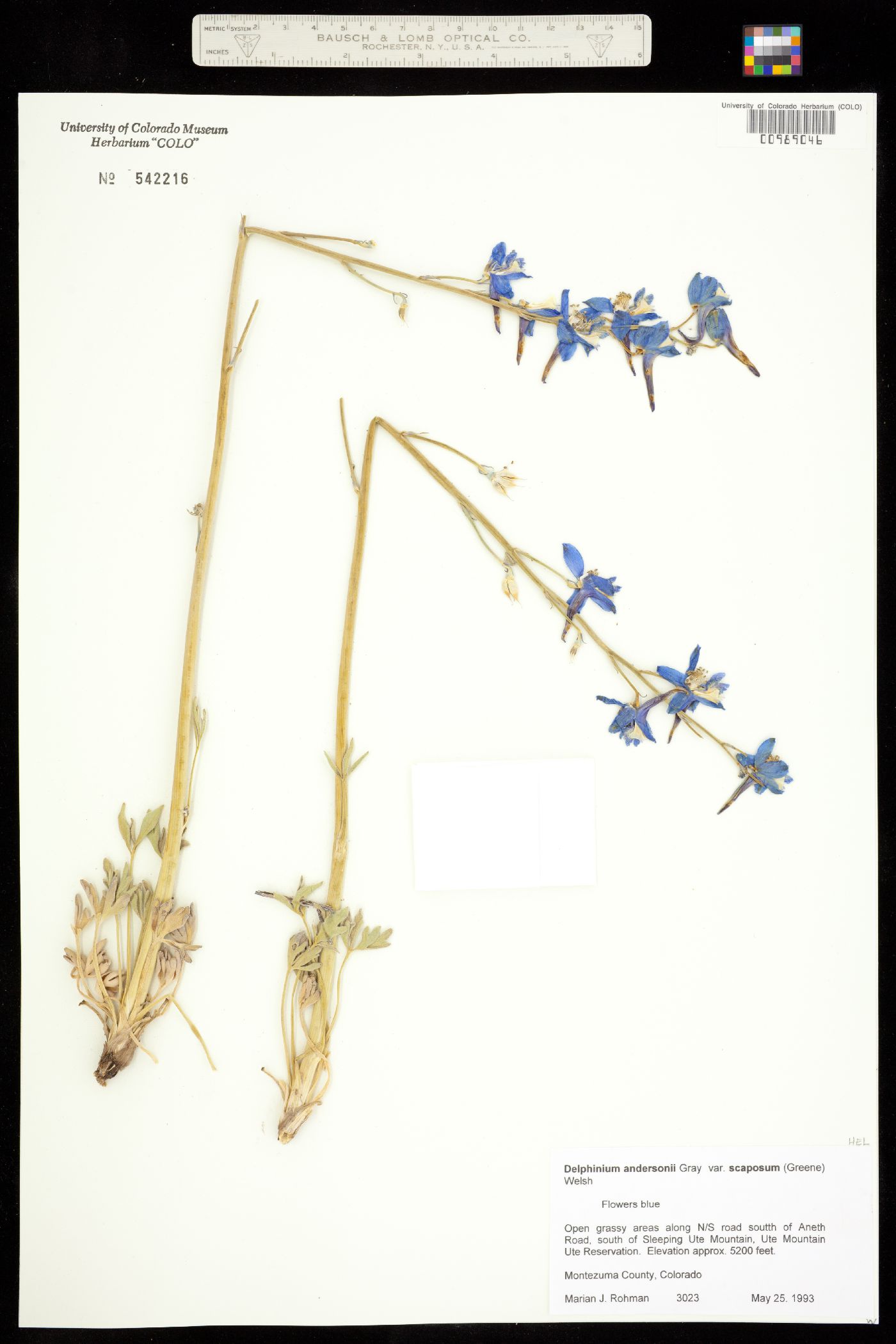 Delphinium andersonii image