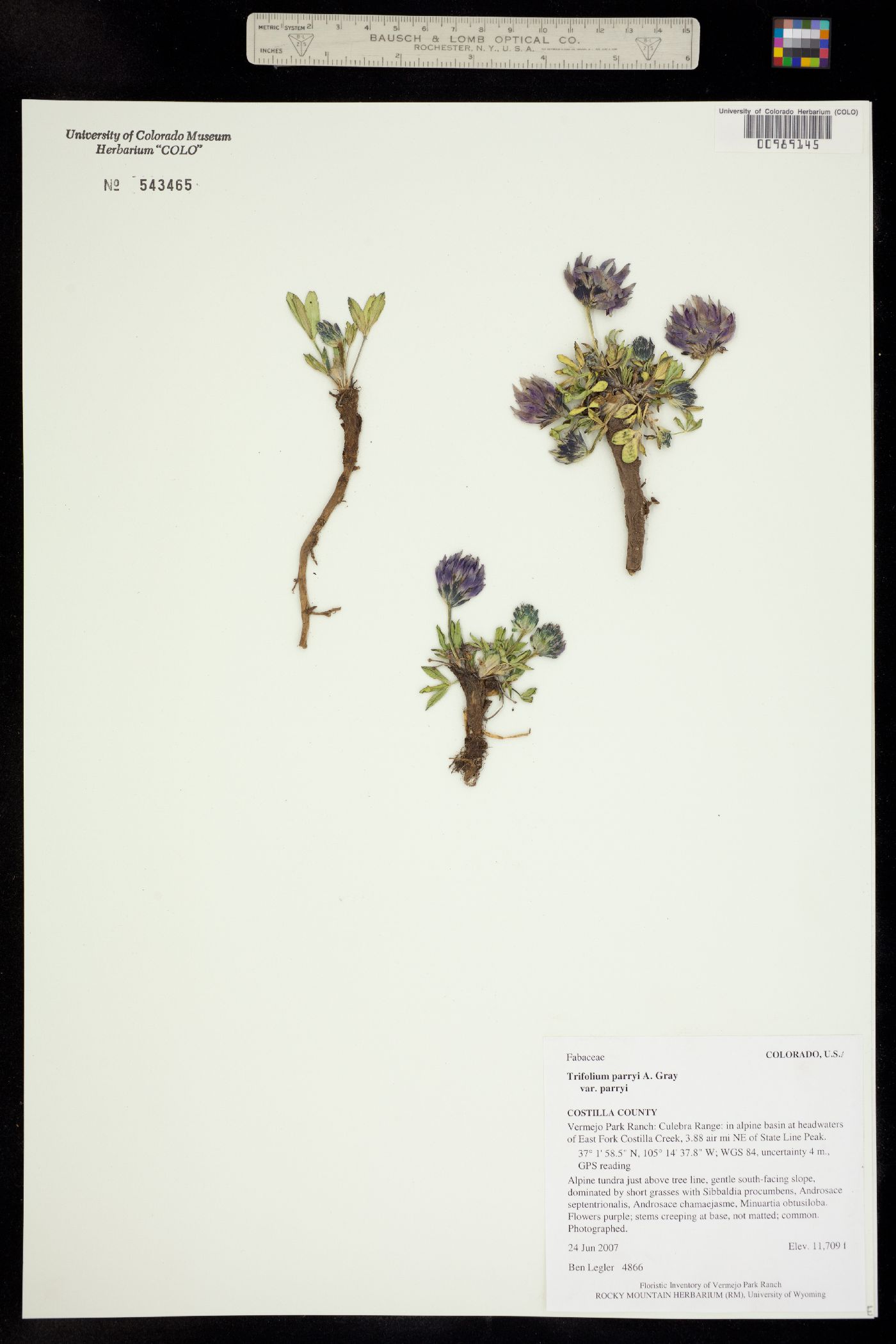Trifolium parryi image
