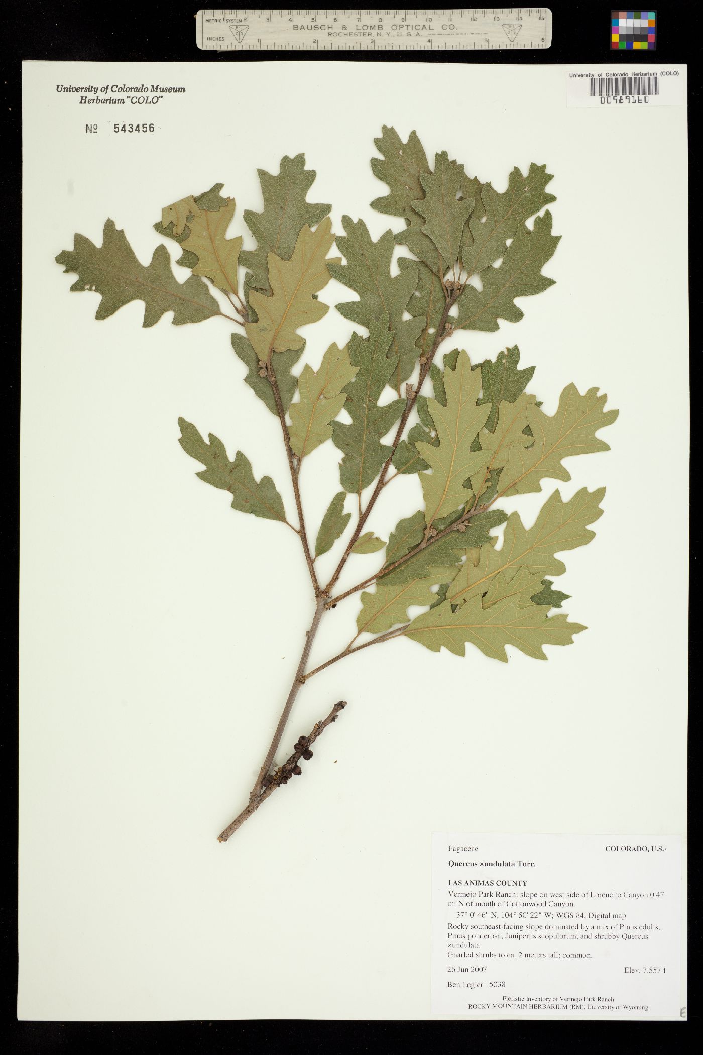 Quercus X undulata image