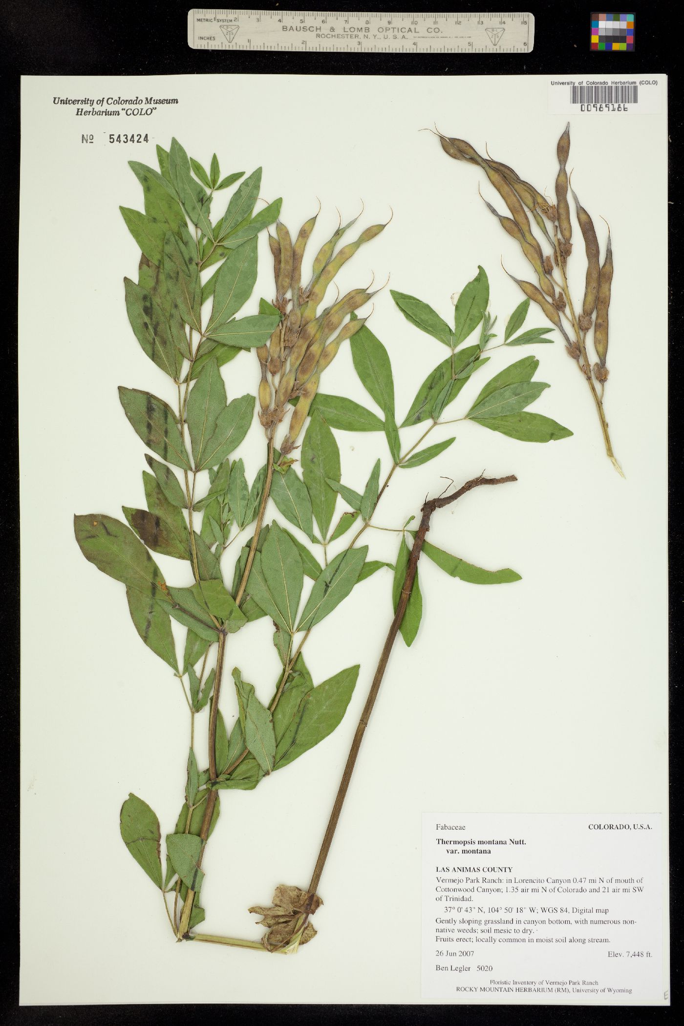 Thermopsis montana image