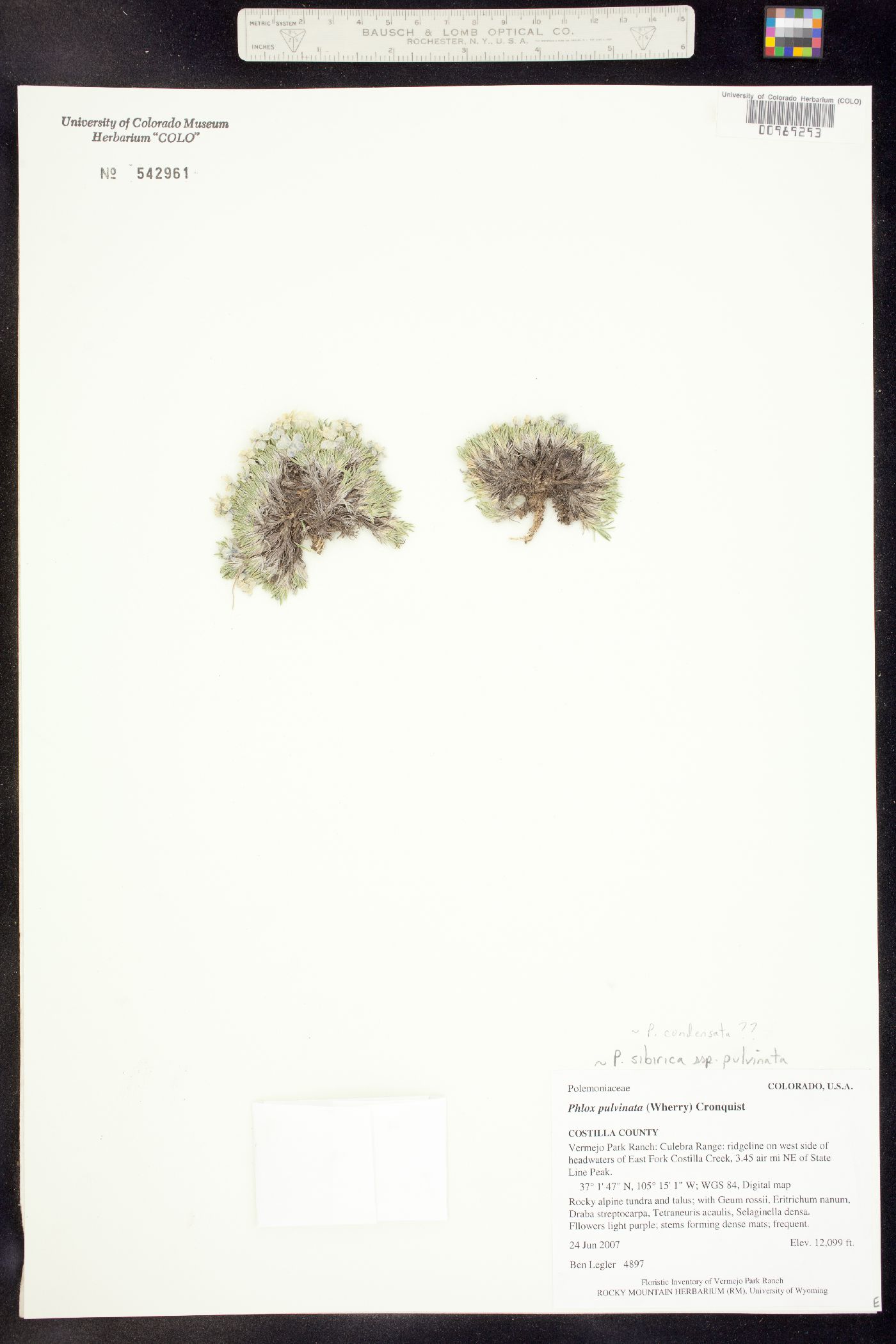 Phlox pulvinata image