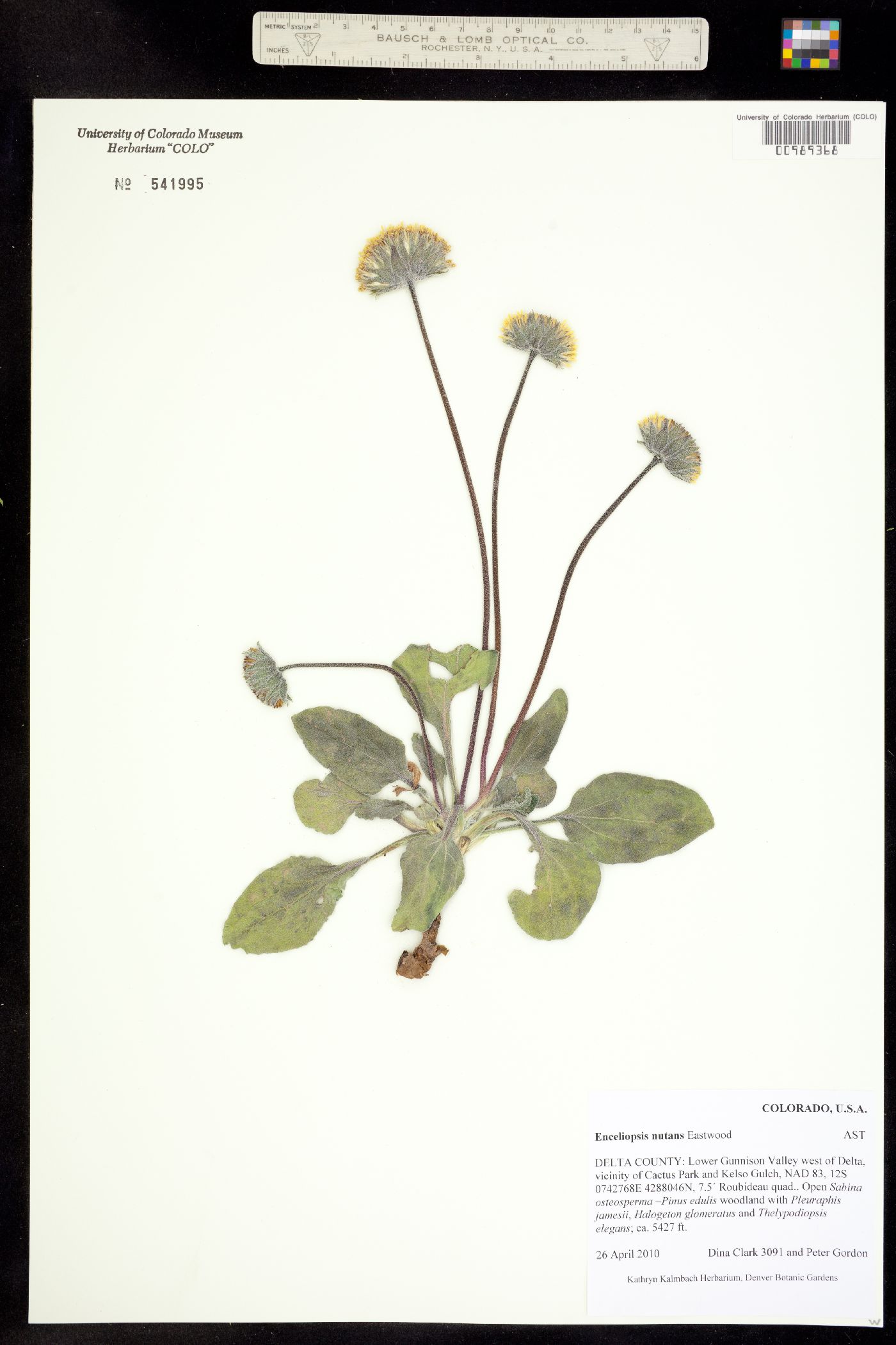 Enceliopsis nutans image